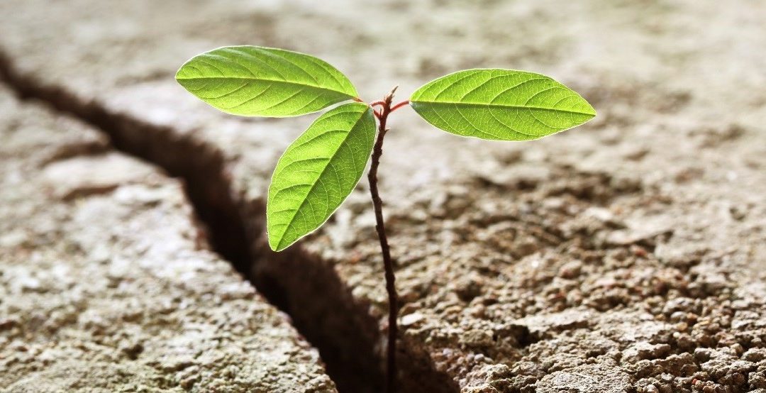 Thriving against the odds: lived experience of domestic abuse – Wednesday 24 October 2018 – Brighton Resilience Forum