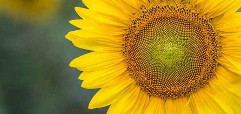 Close up picture of a yellow sunflower