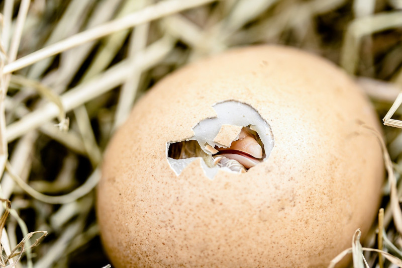 Photo of a chick hatching from an egg that is laying in straw. For the organisational resilience blog